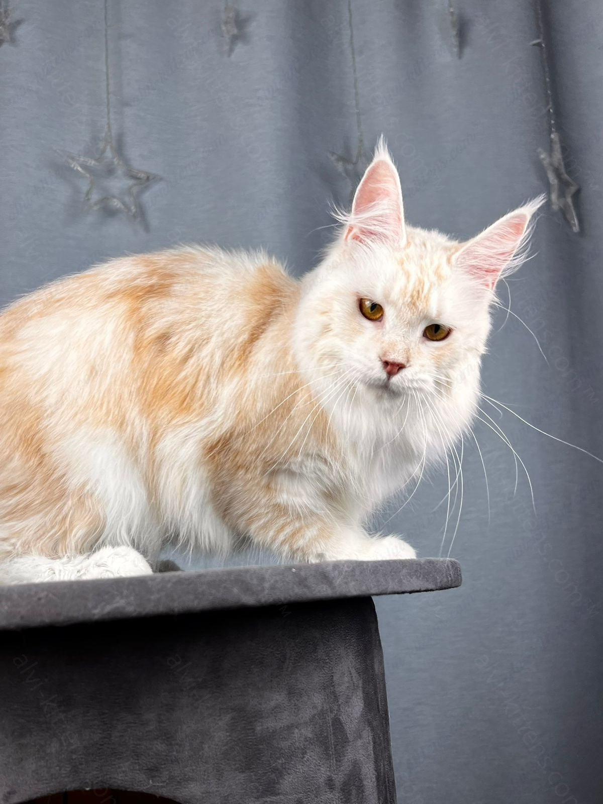 Maine Coon Cat Name "Milana"