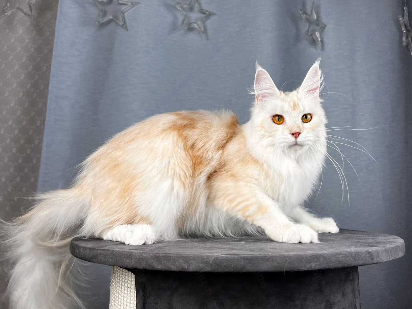Maine Coon Cat Name "Milana"
