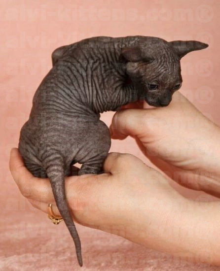 Canadian Sphynx "Baron"