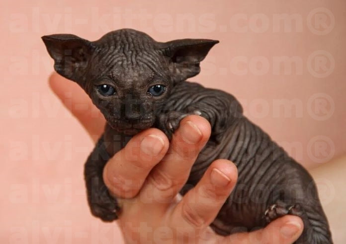 Canadian Sphynx "Baron"