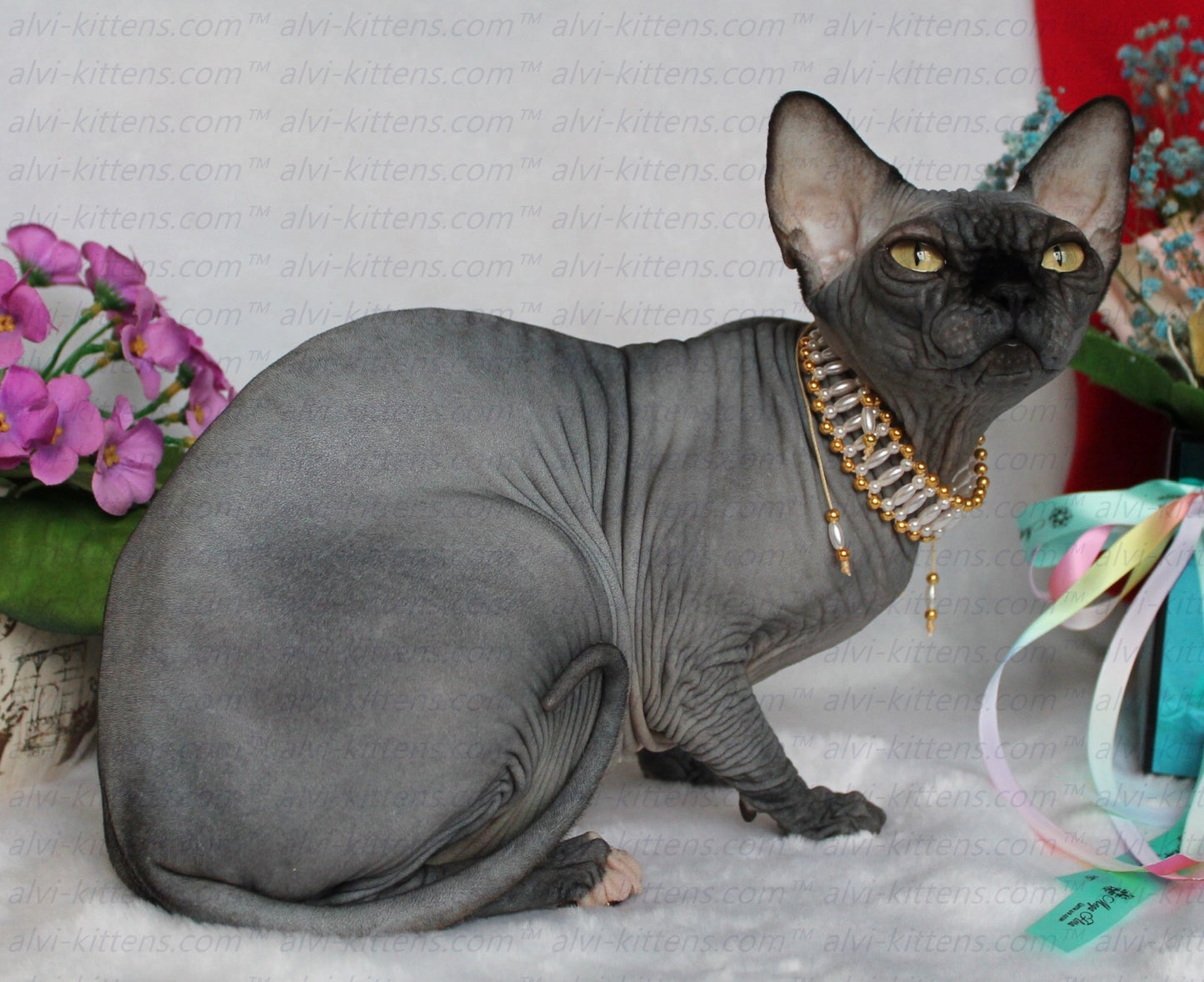 Canadian Sphynx "Irene"