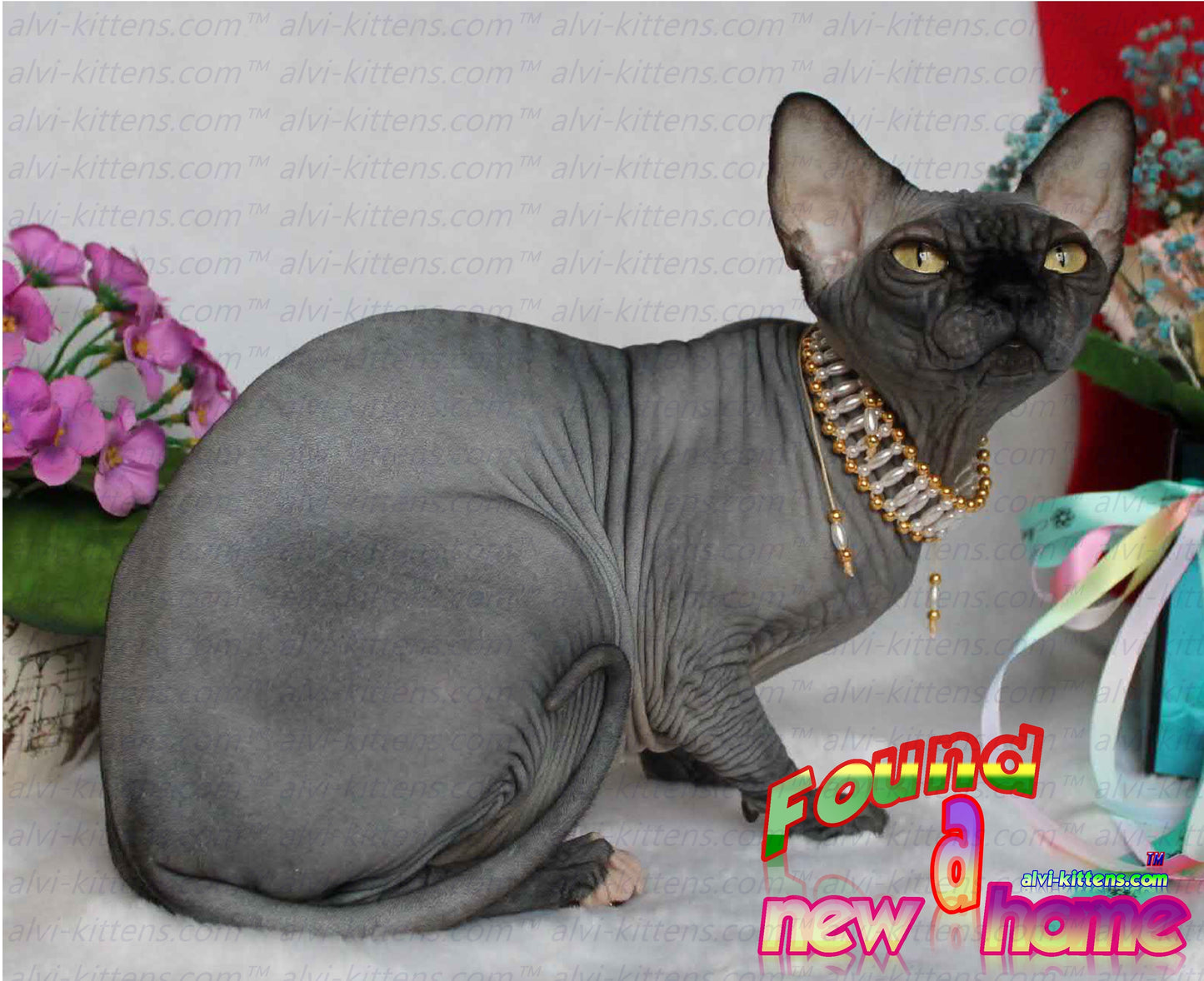 Canadian Sphynx "Irene"