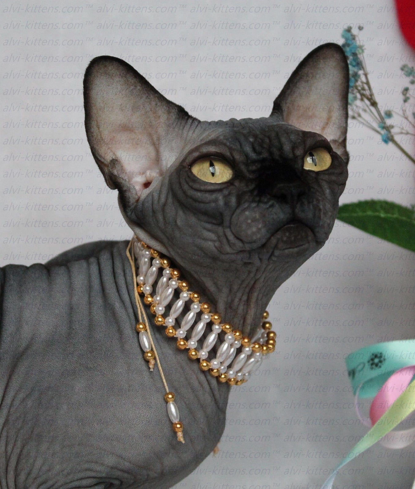 Canadian Sphynx "Irene"