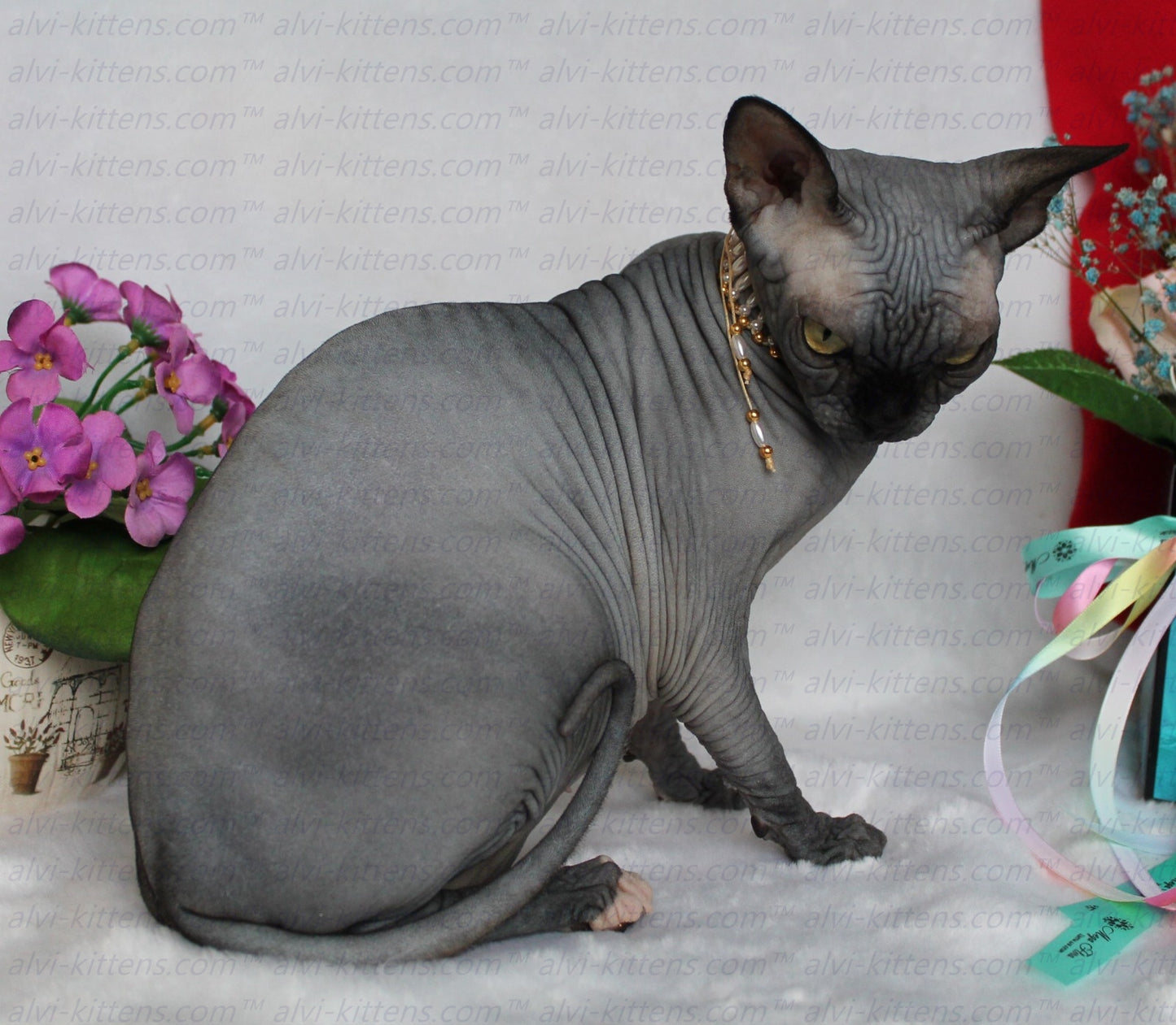Canadian Sphynx "Irene"