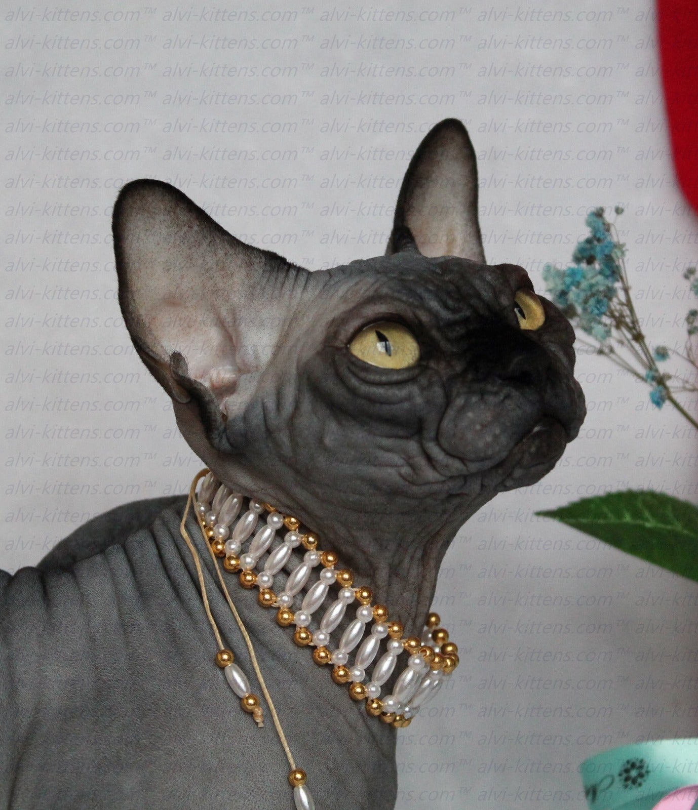 Canadian Sphynx "Irene"