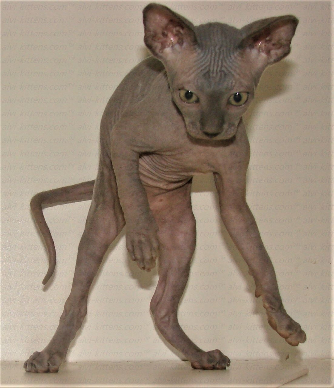 Canadian Sphynx "Laser"