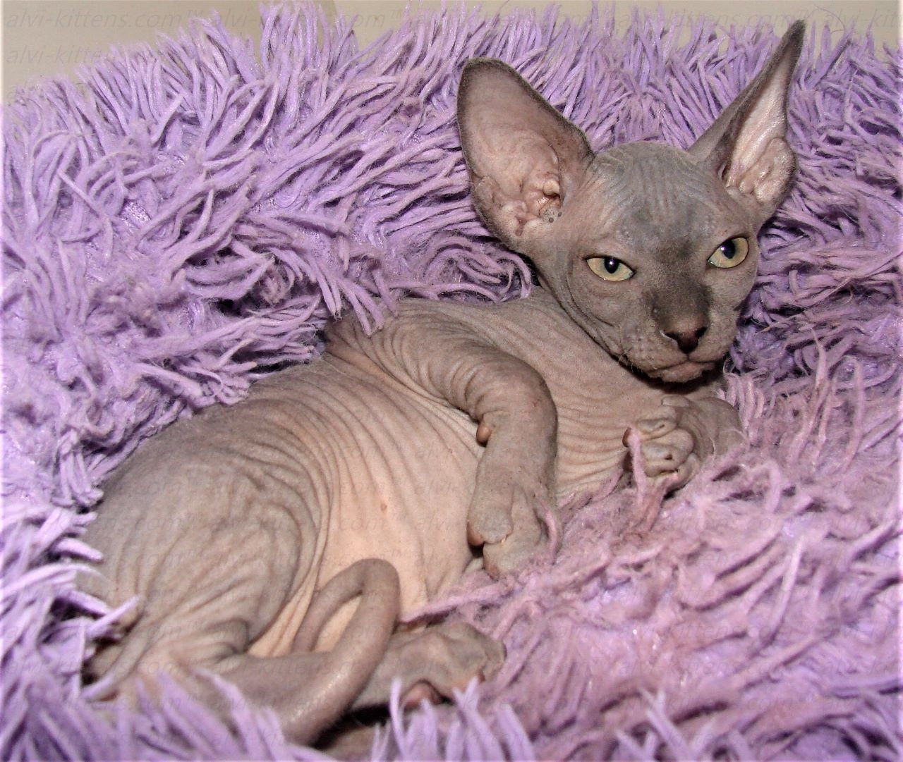 Canadian Sphynx "Laser"