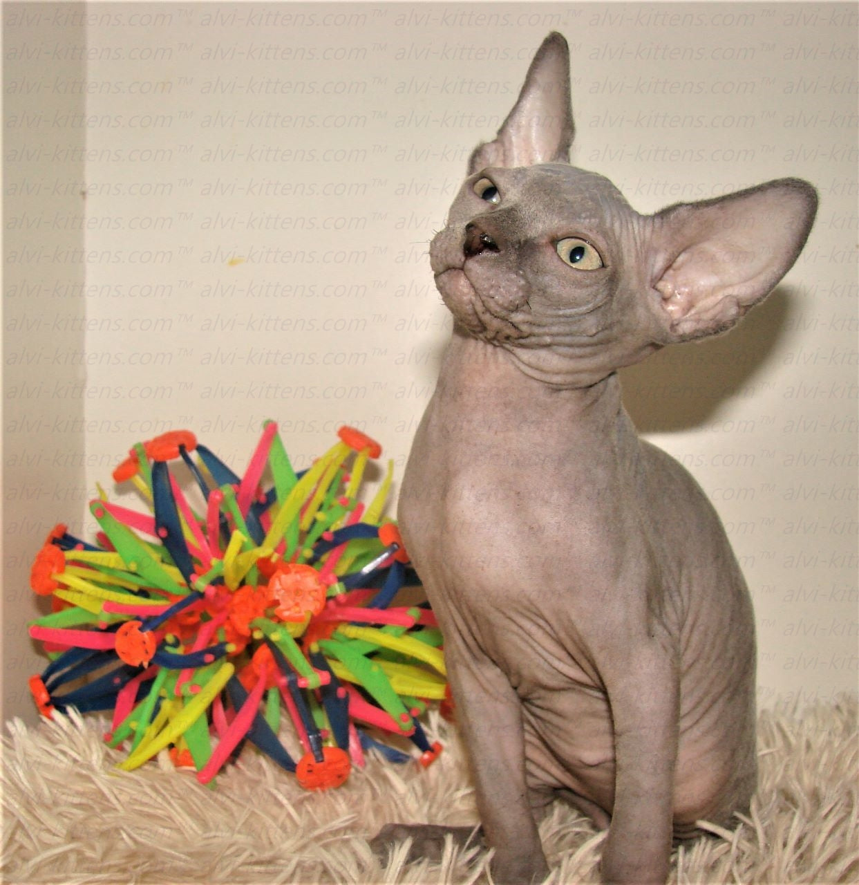 Canadian Sphynx "Laser"