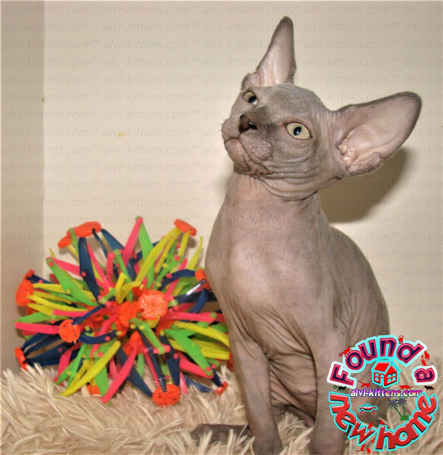 Canadian Sphynx "Laser"
