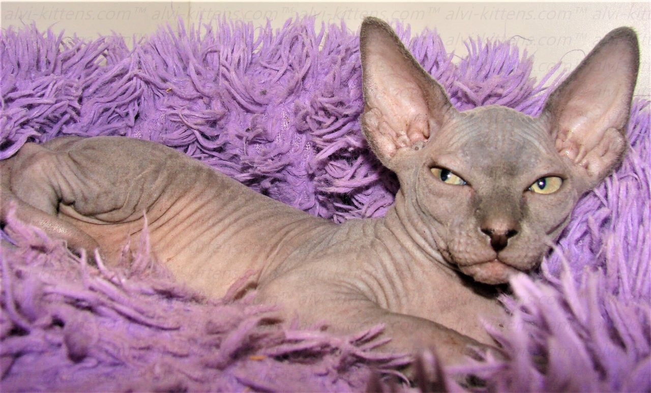 Canadian Sphynx "Laser"