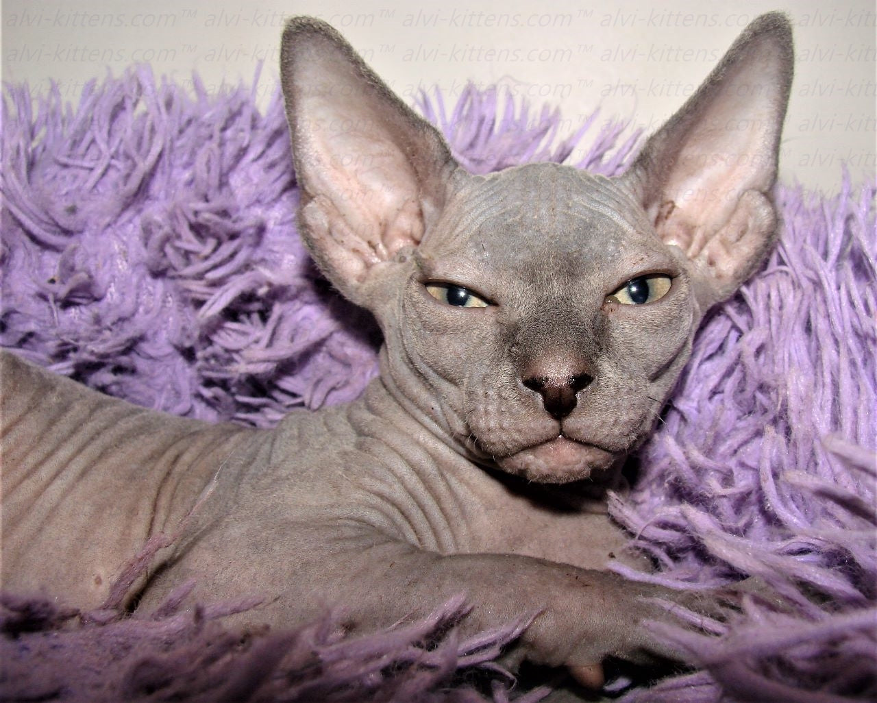 Canadian Sphynx "Laser"