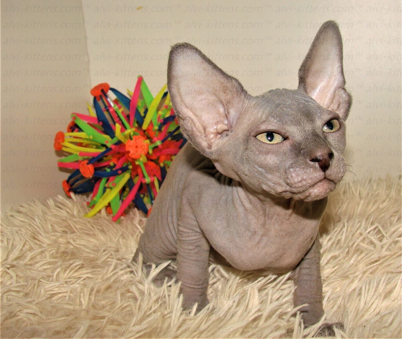 Canadian Sphynx "Laser"