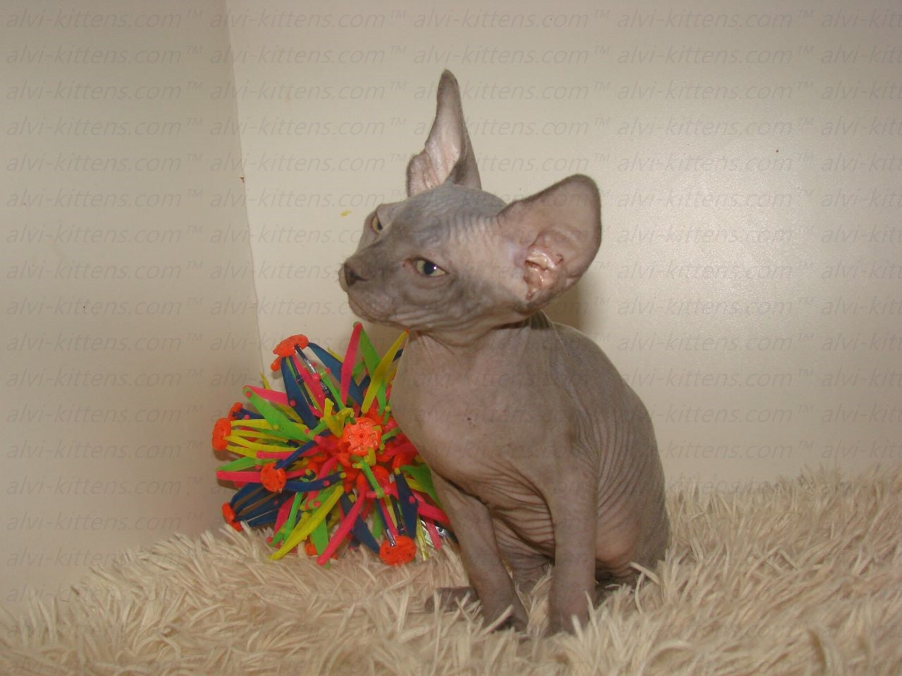 Canadian Sphynx "Laser"
