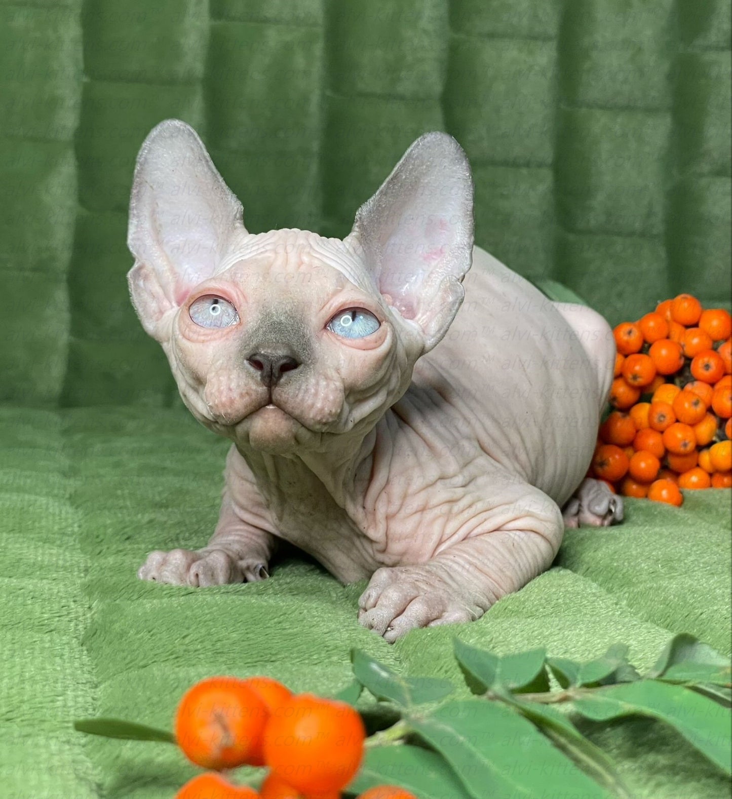 Canadian Sphynx "Niko"