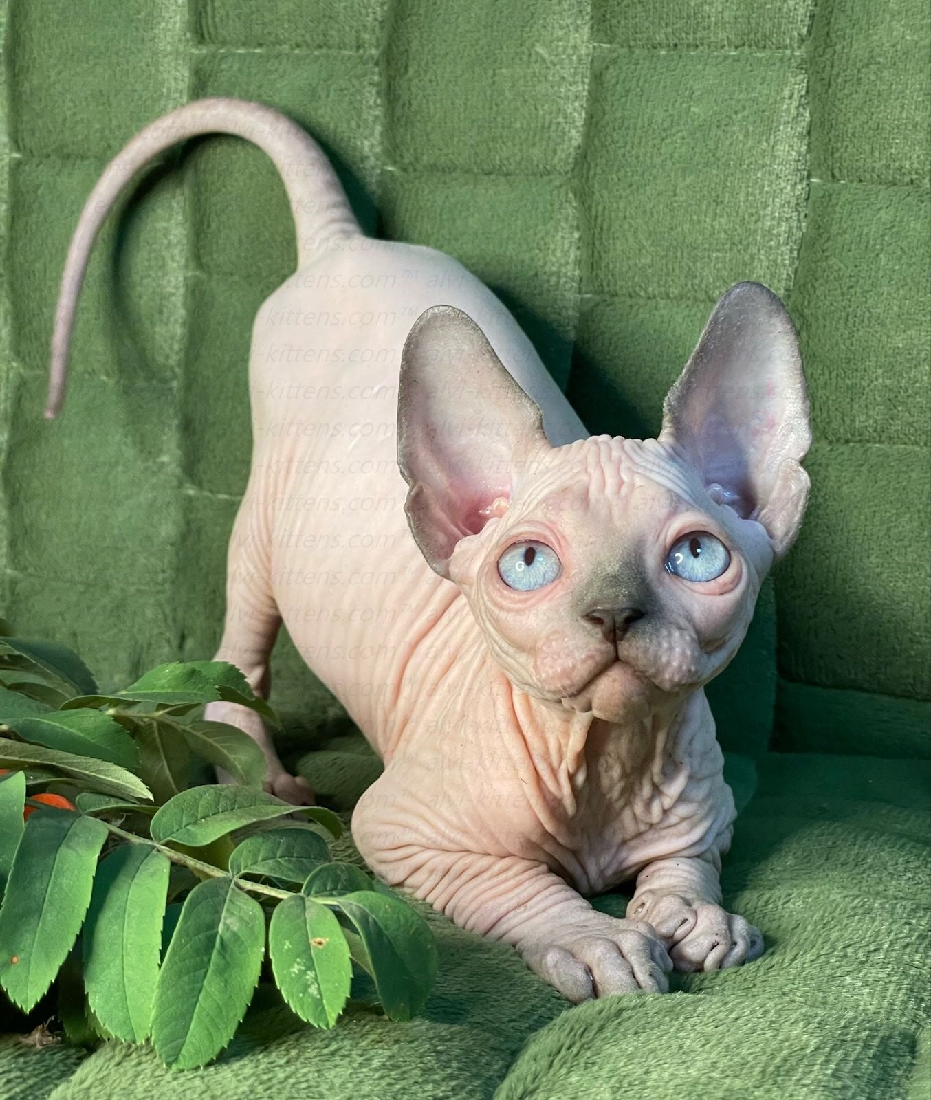 Canadian Sphynx "Niko"