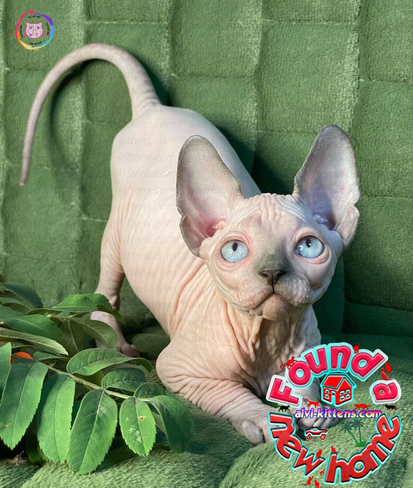 Canadian Sphynx "Niko"