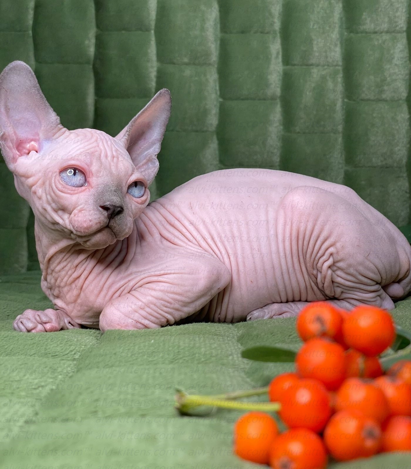 Canadian Sphynx "Niko"