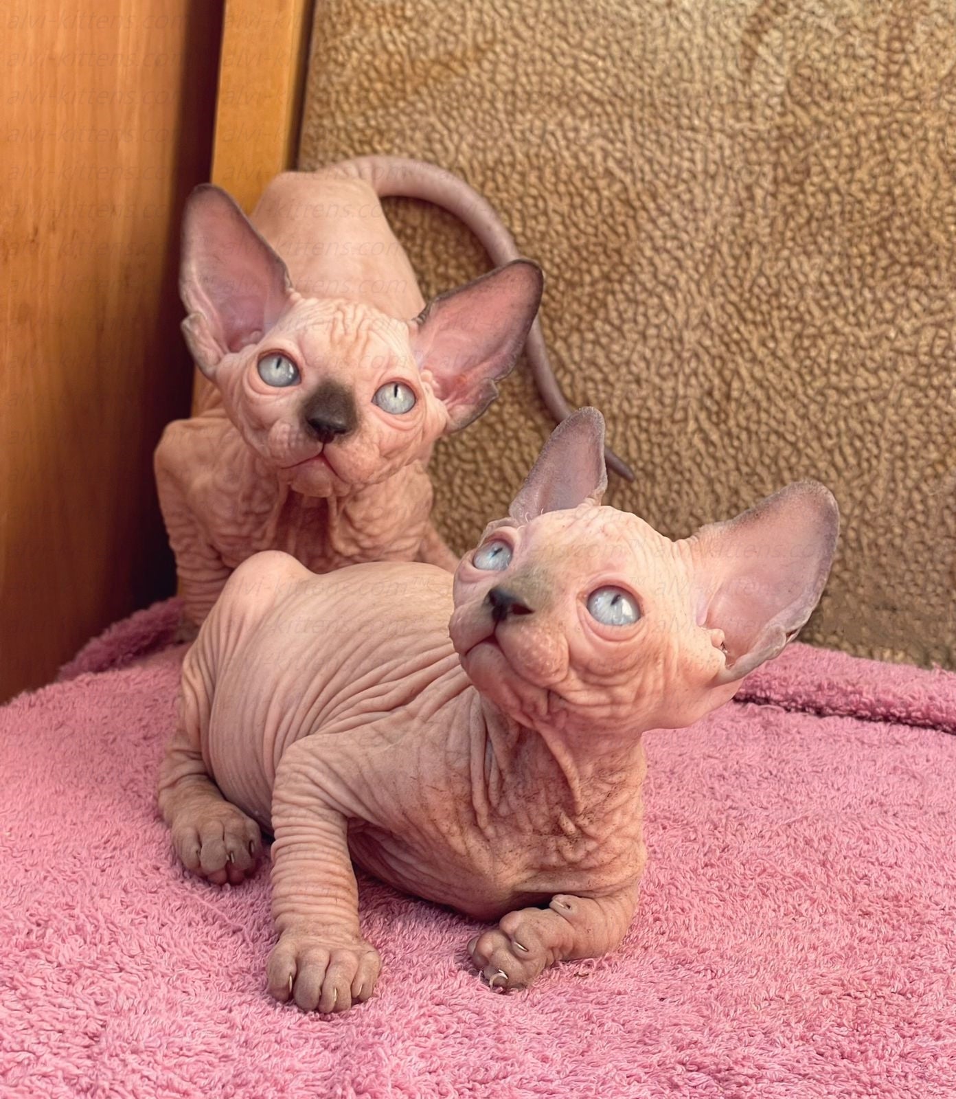 Canadian Sphynx "Niko"