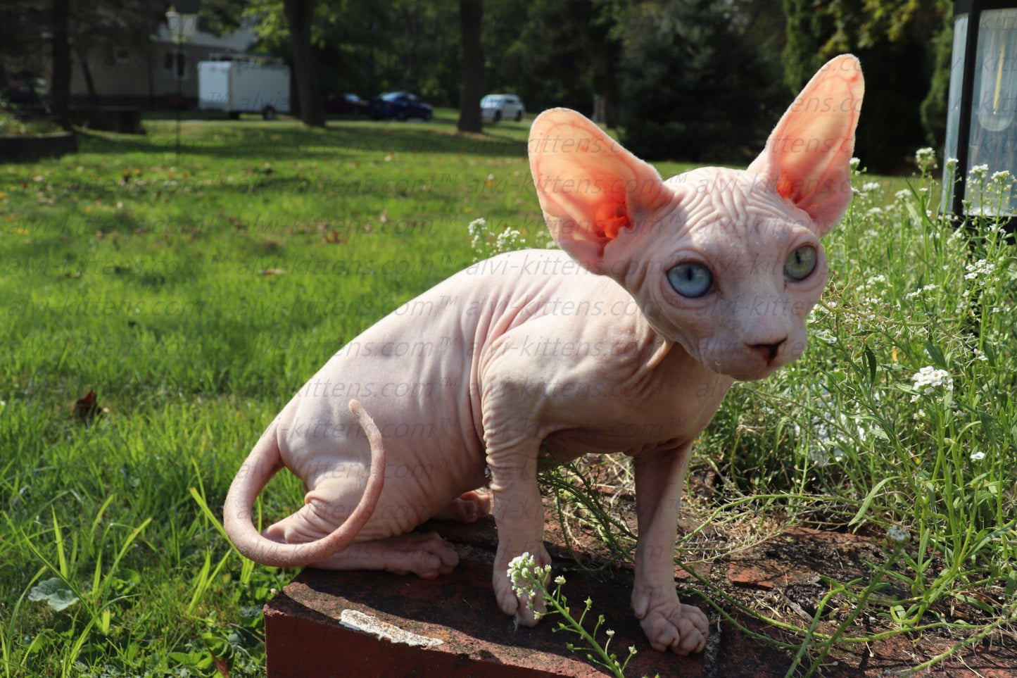 Canadian Sphynx "Winnie"
