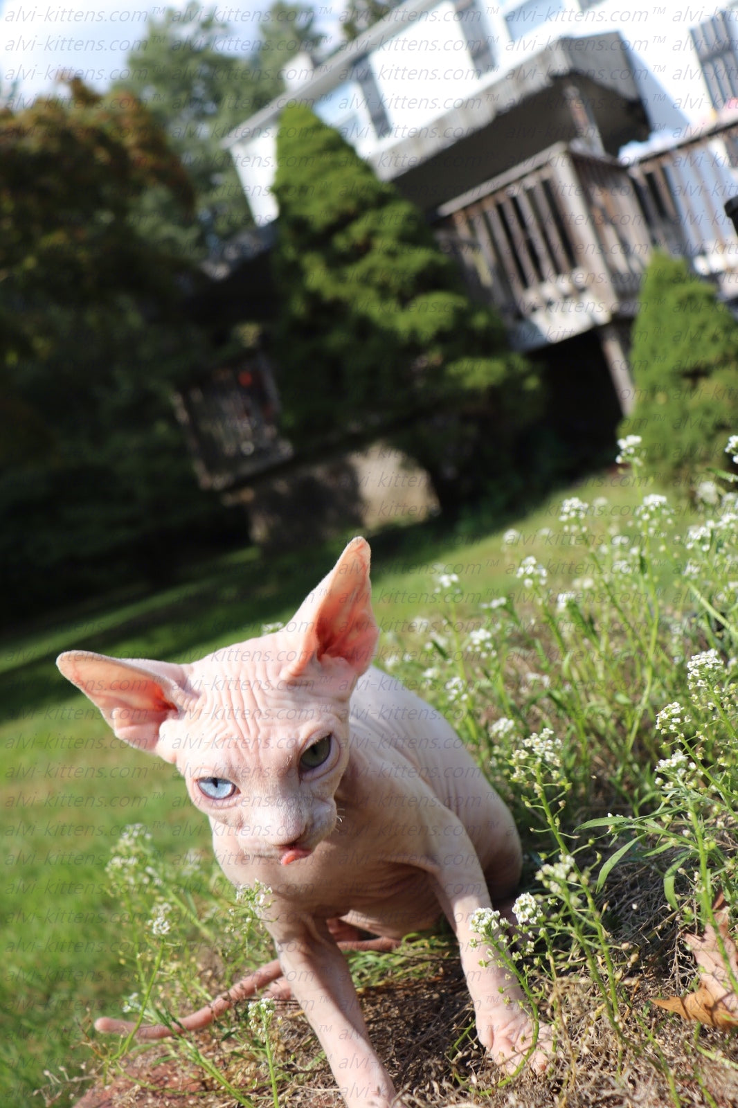 Canadian Sphynx "Winnie"