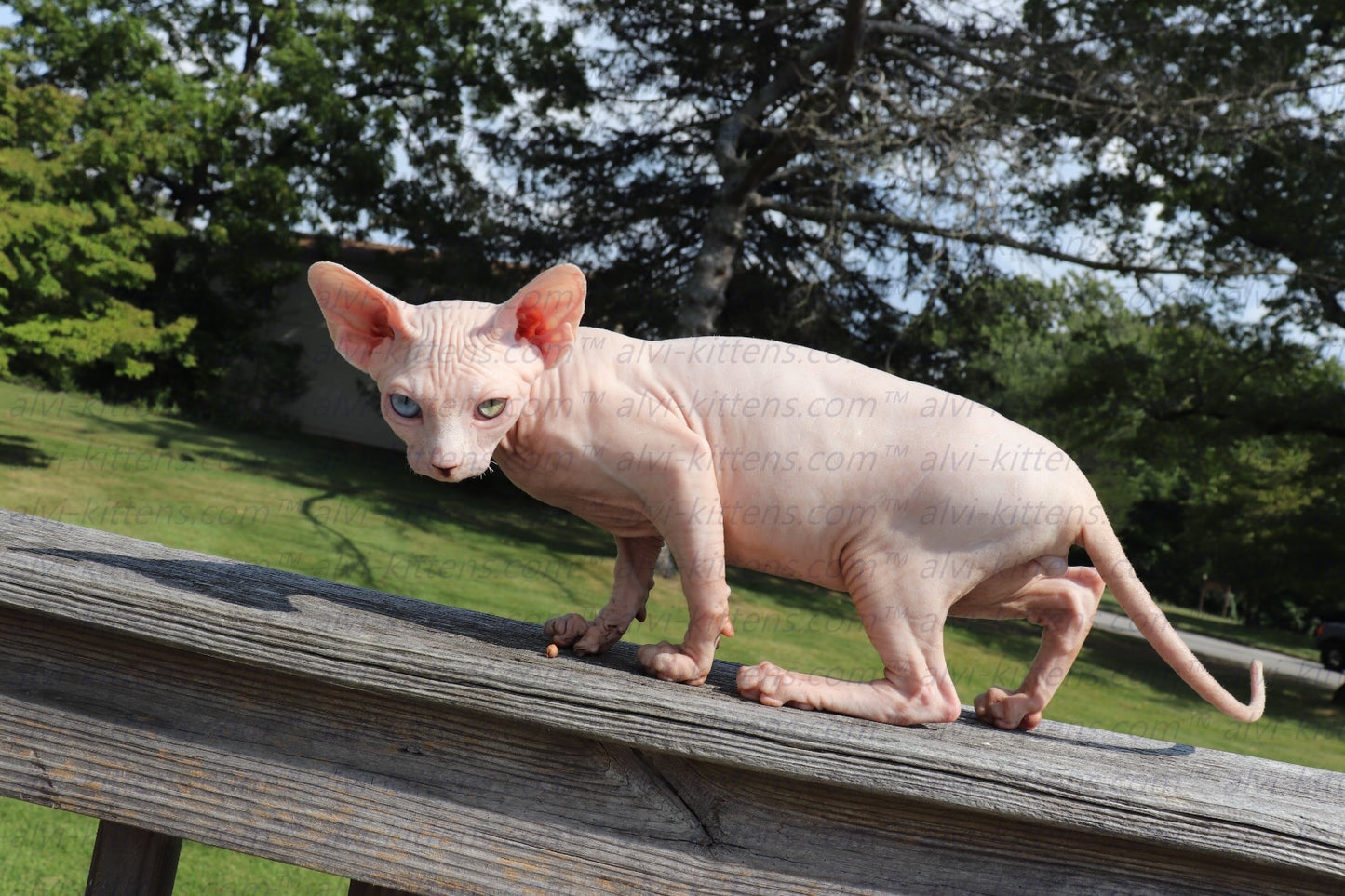 Canadian Sphynx "Winnie"