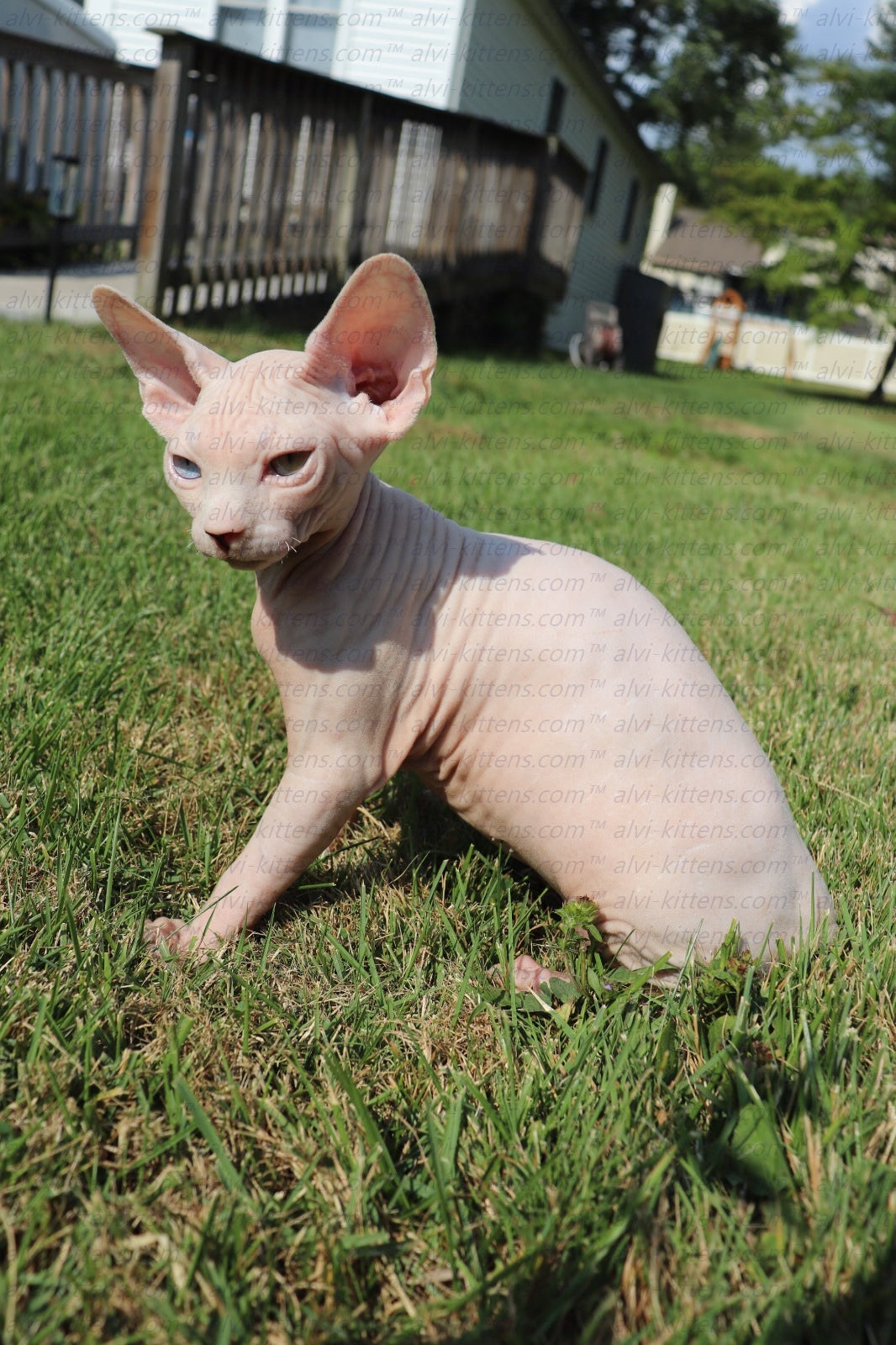 Canadian Sphynx "Winnie"