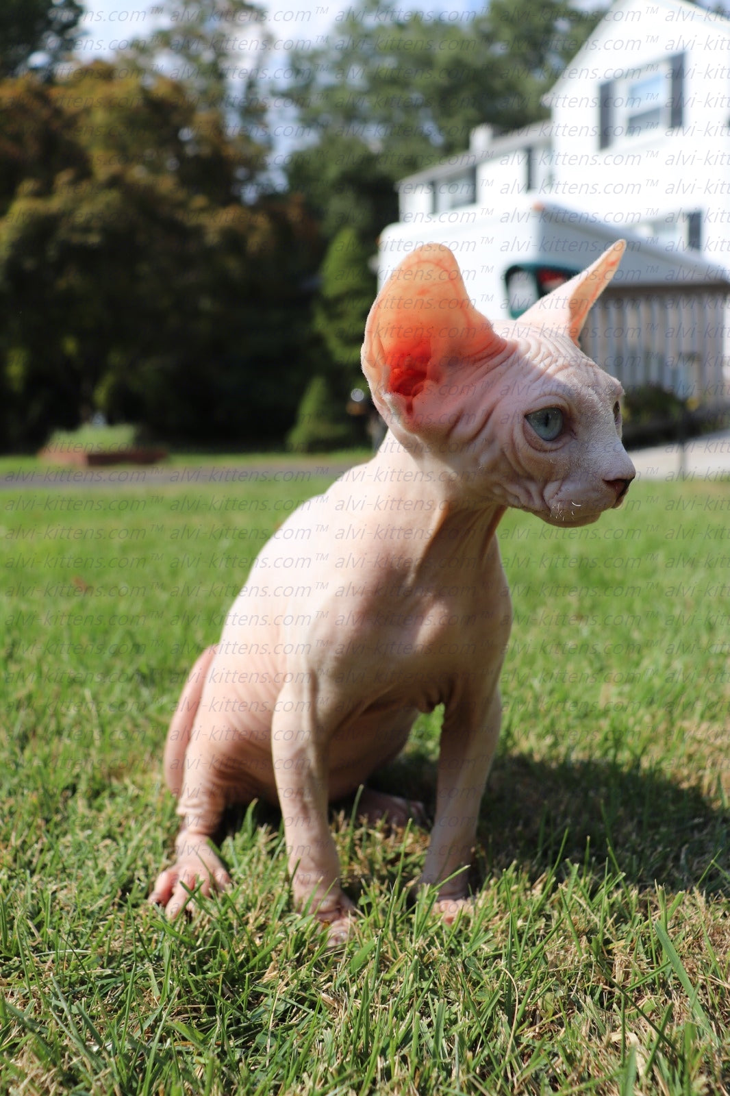 Canadian Sphynx "Winnie"