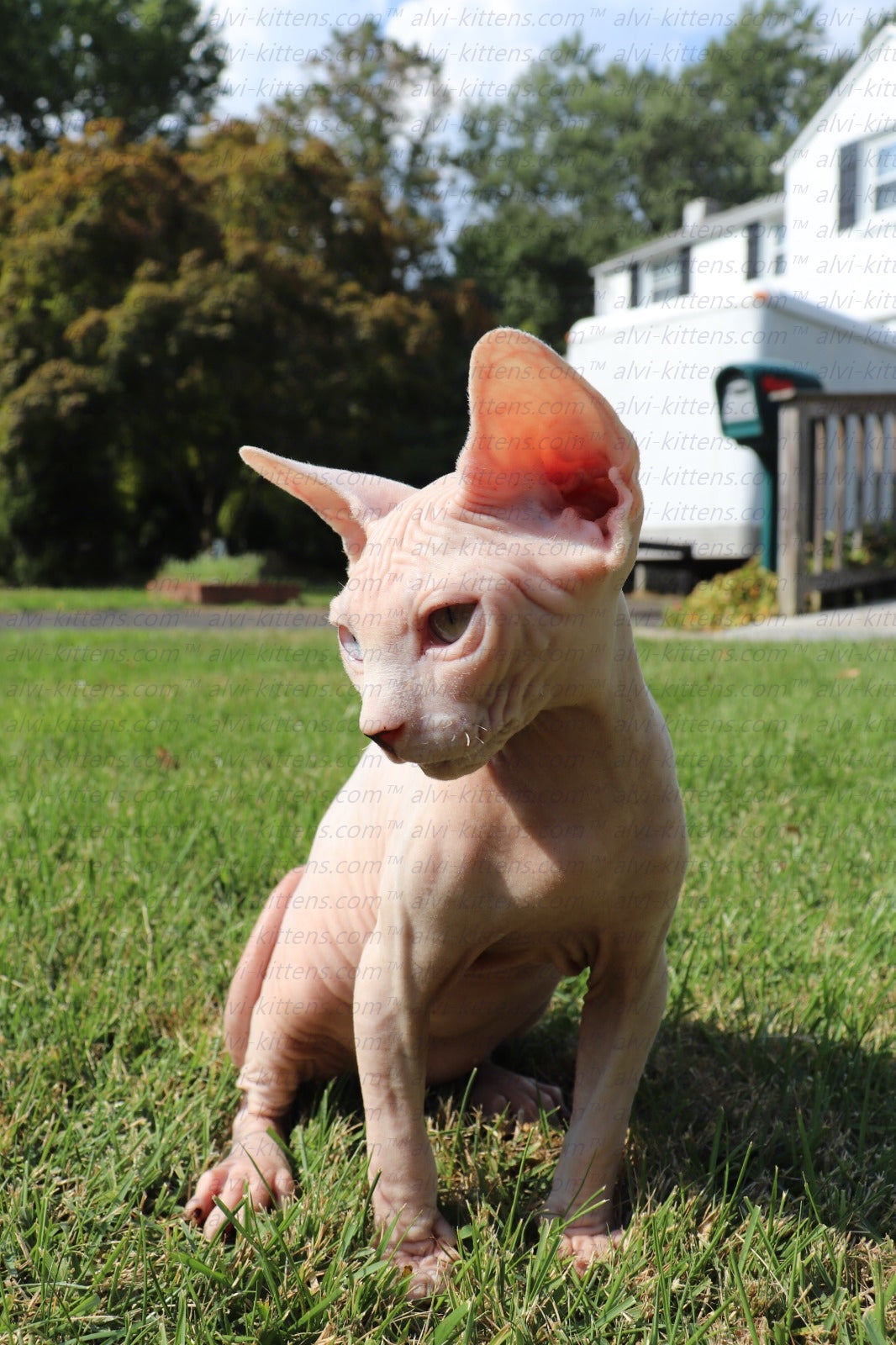 Canadian Sphynx "Winnie"