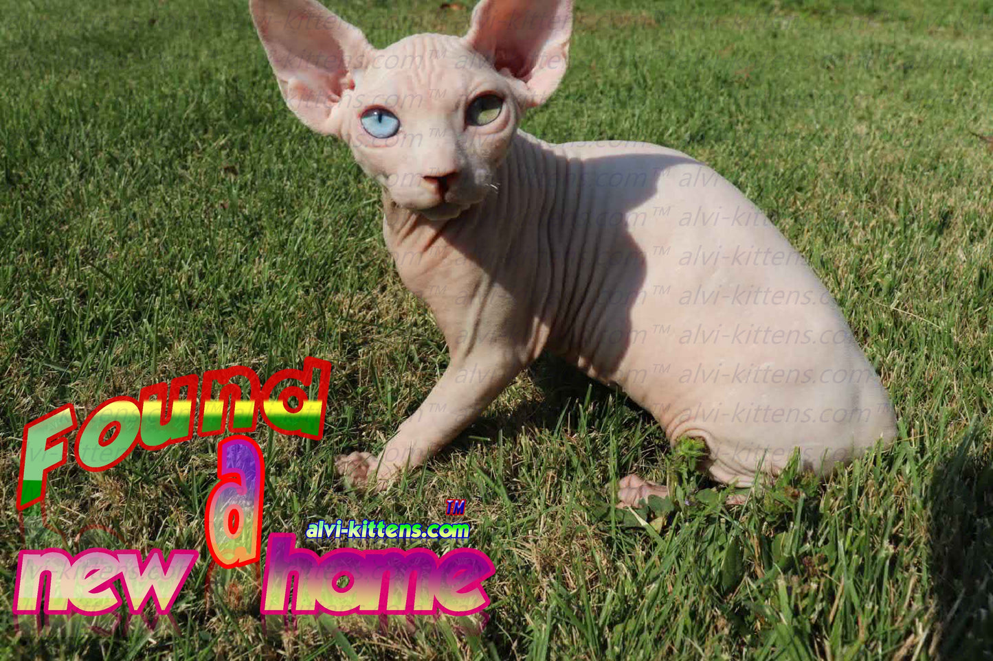 Canadian Sphynx "Winnie"