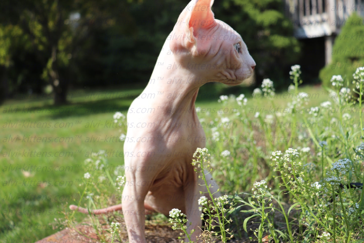 Canadian Sphynx "Winnie"