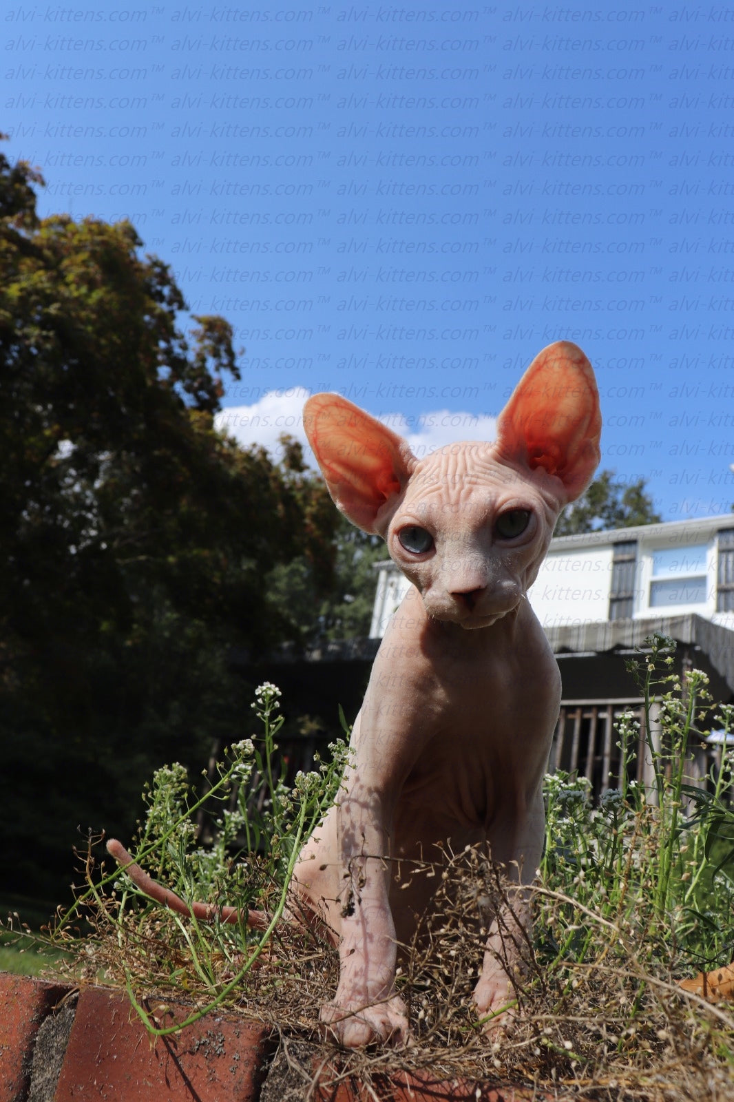 Canadian Sphynx "Winnie"