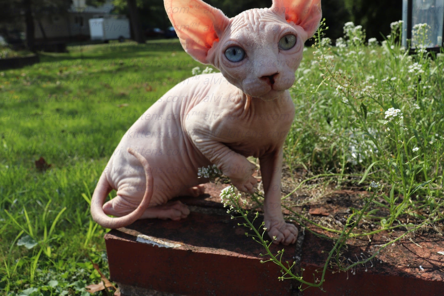 Canadian Sphynx "Winnie"