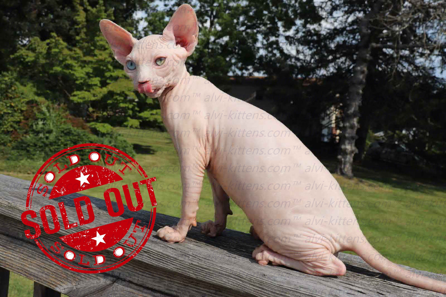 Canadian Sphynx "Winnie"