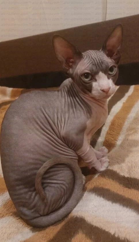 Canadian Sphynx "zB000"