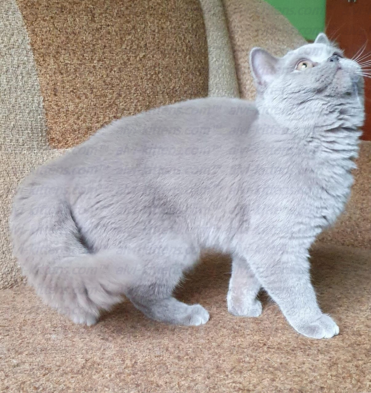 British shorthair "BF-001"