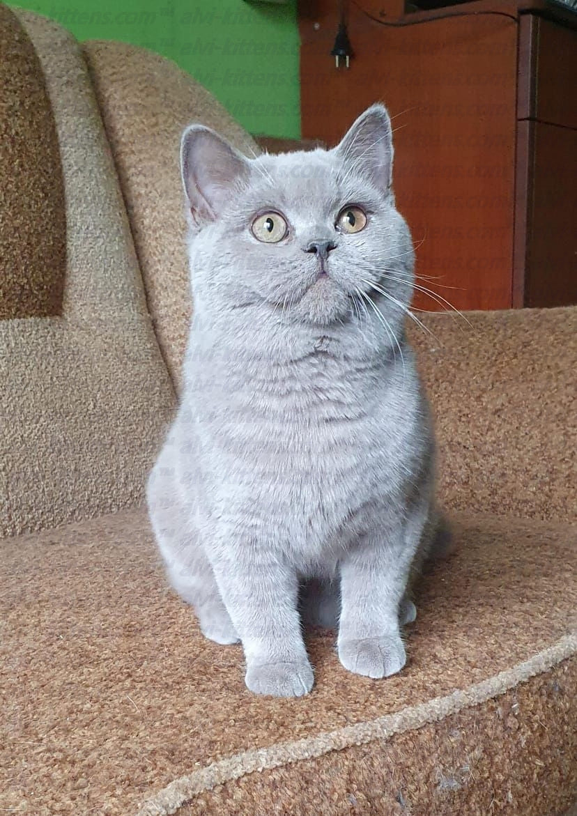 British shorthair "BF-001"