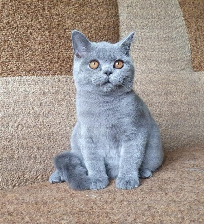 British shorthair "BM-001"
