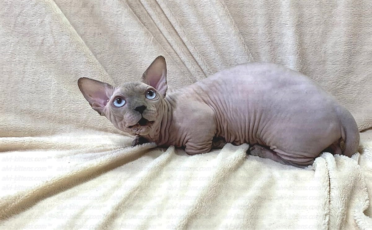 Bambino "Edward"