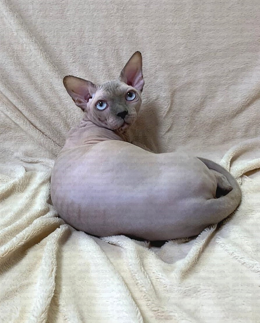Bambino "Edward"