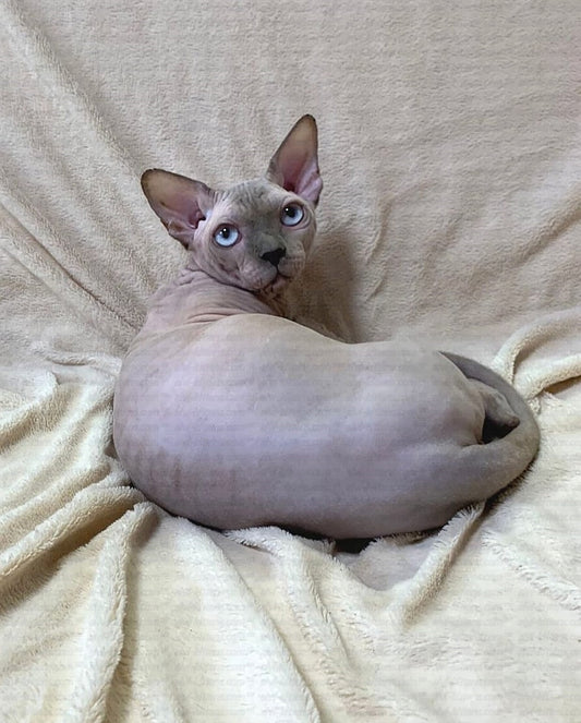 Bambino "Edward"
