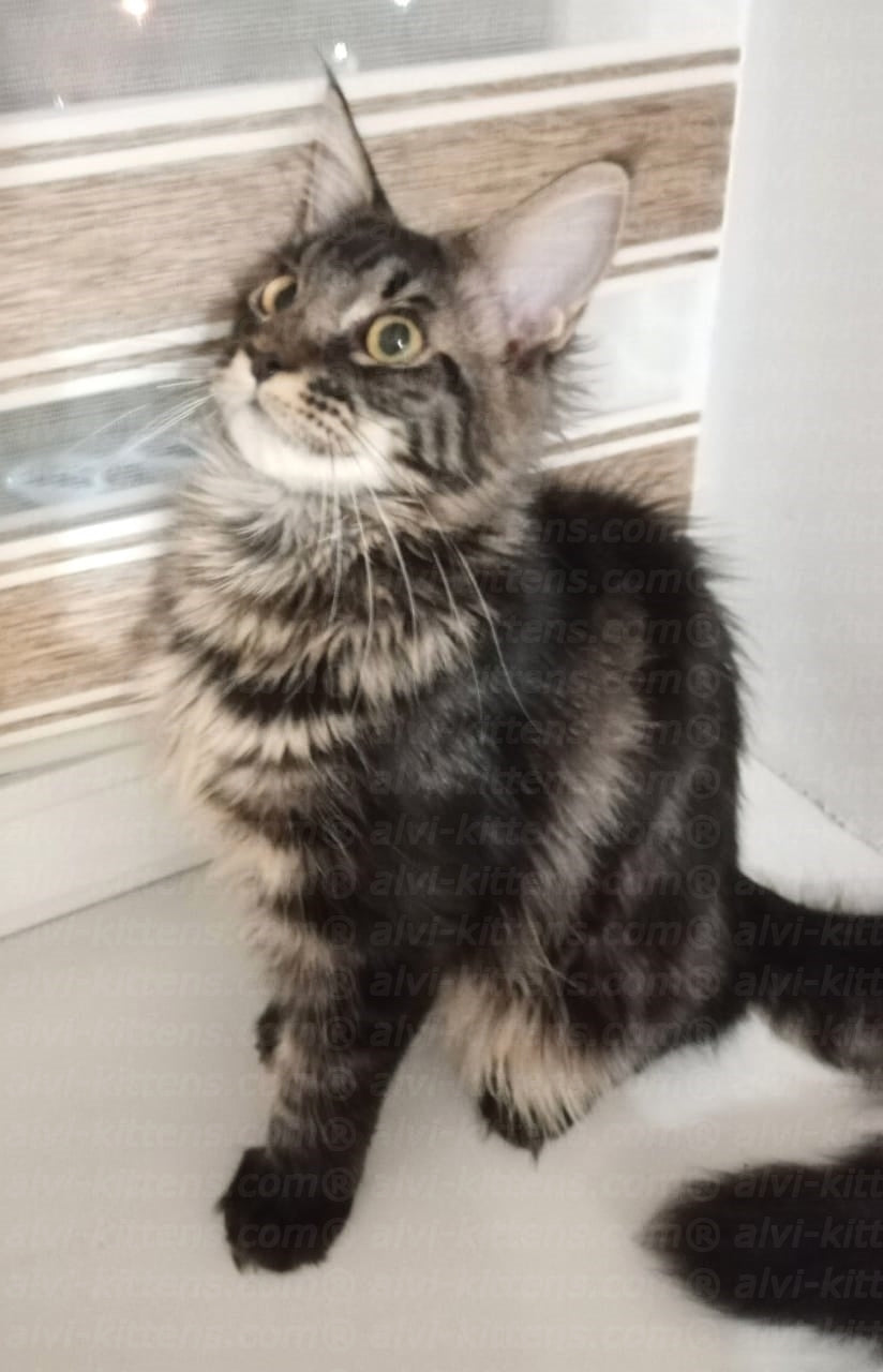 Sultan Maine Coon Black Marble Male Cat