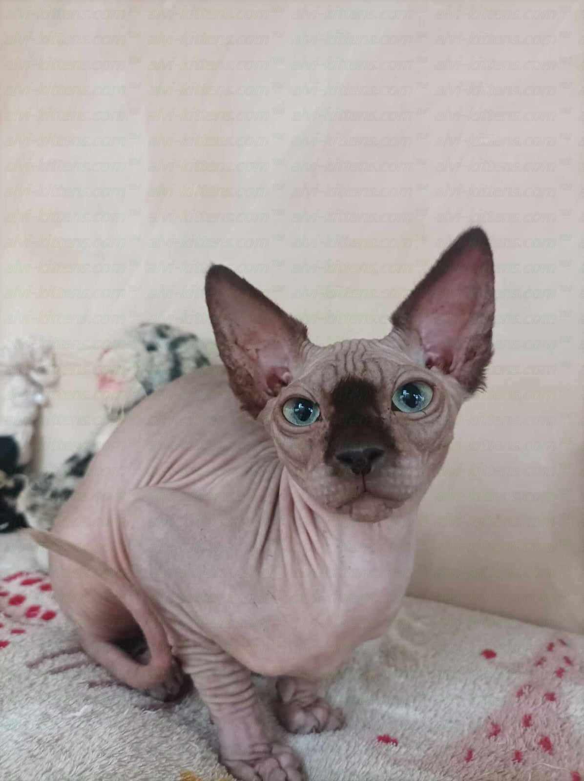Canadian Sphynx "Nesquik"