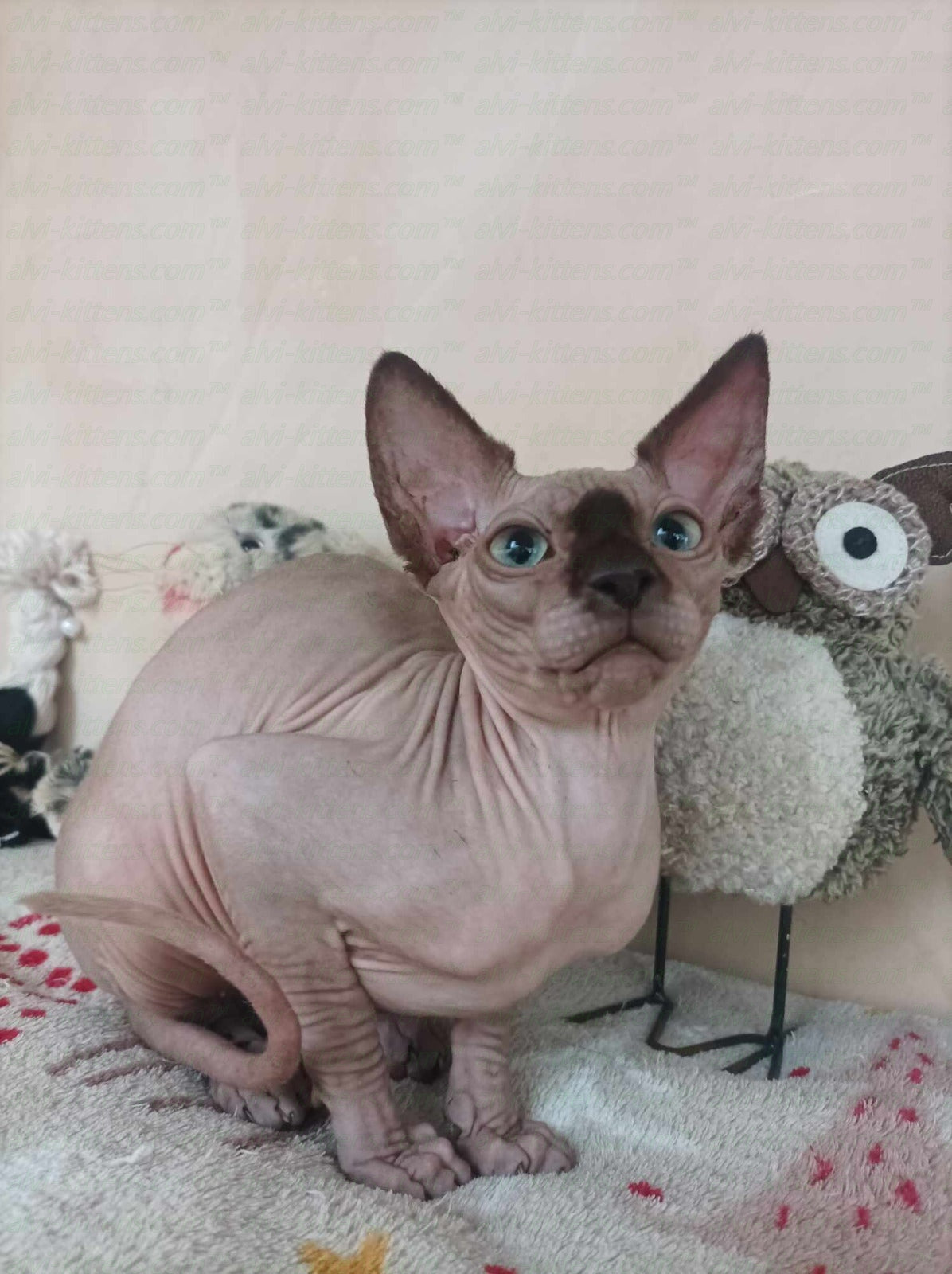 Canadian Sphynx "Nesquik"