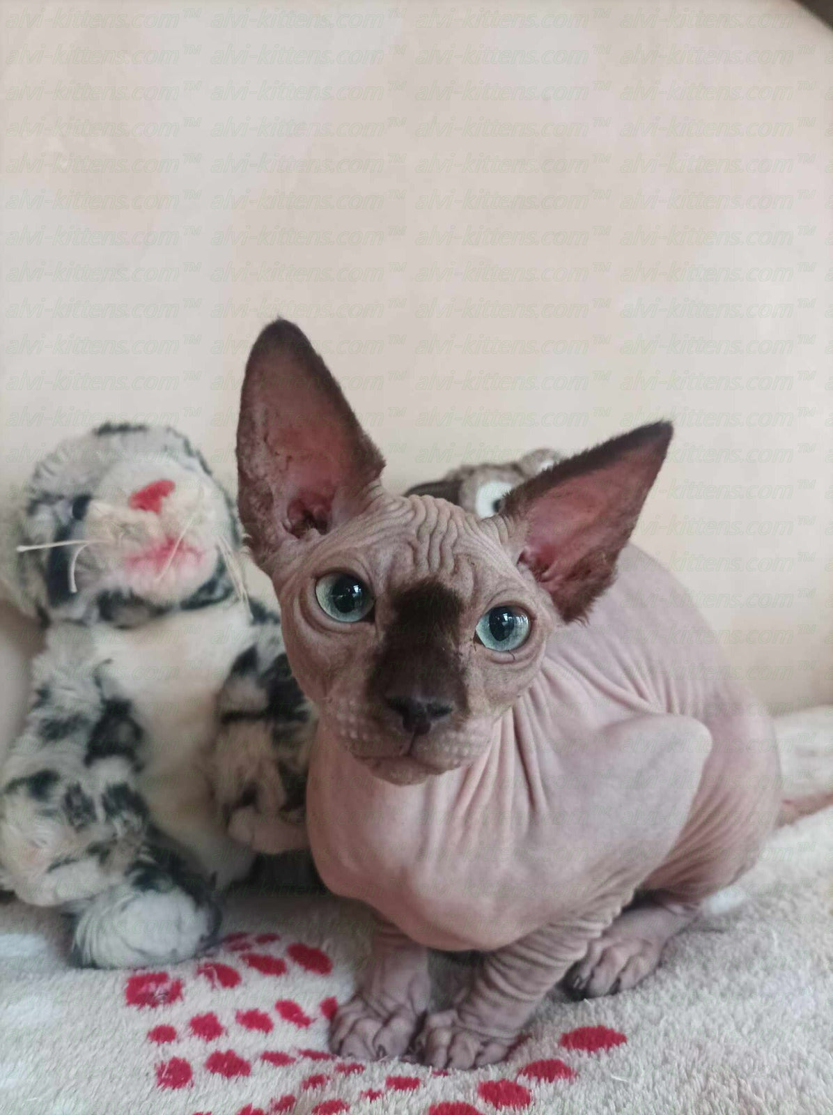 Canadian Sphynx "Nesquik"