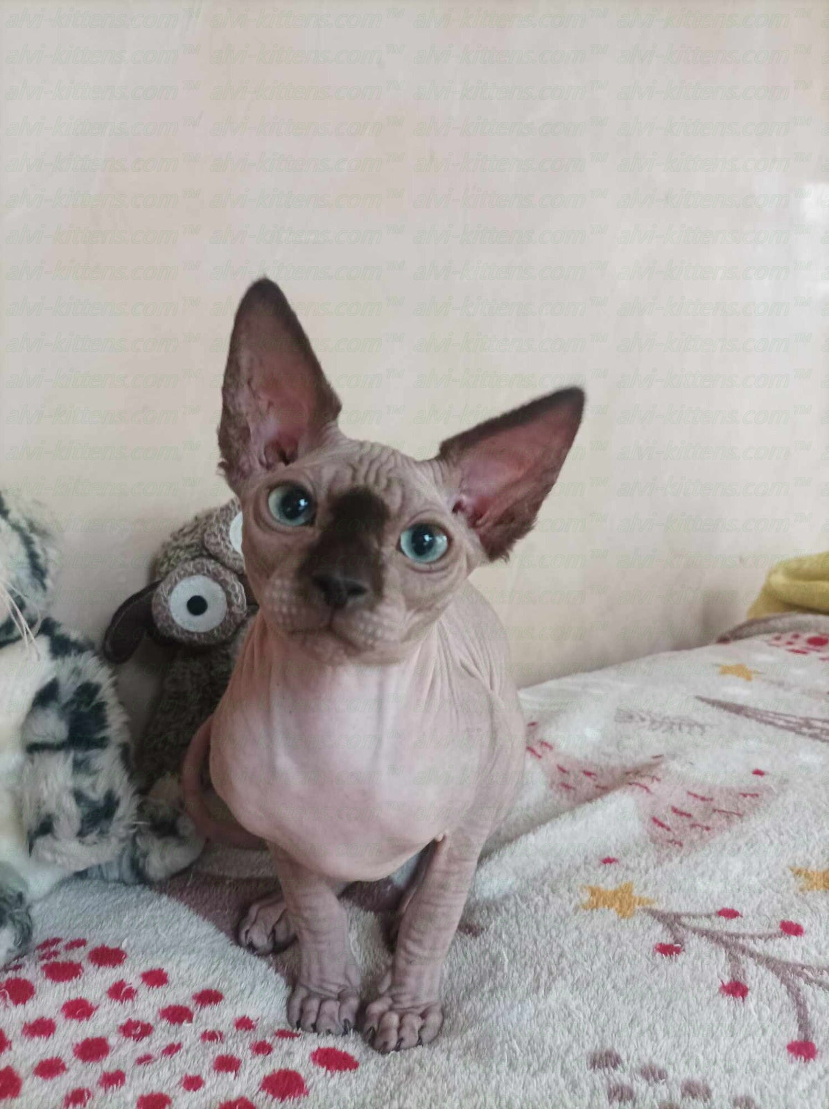 Canadian Sphynx "Nesquik"