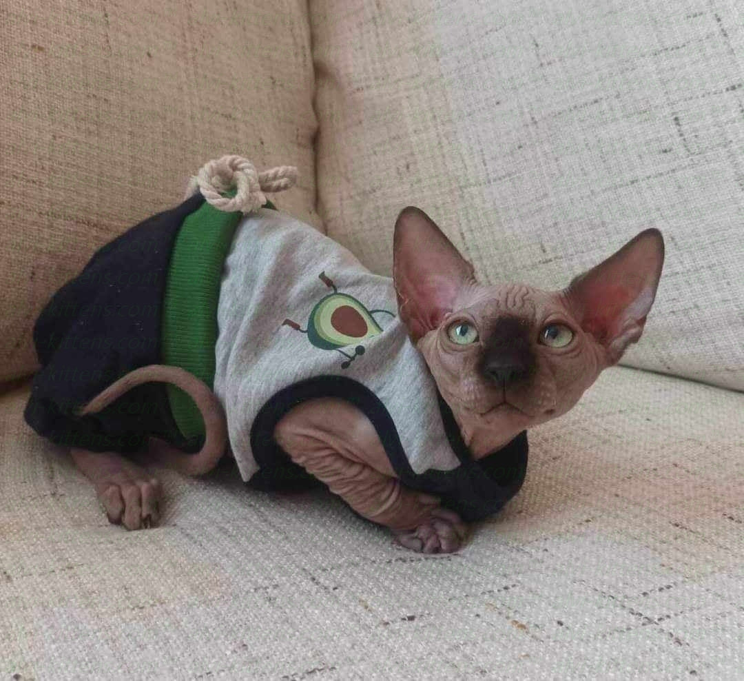 Canadian Sphynx "Norman"