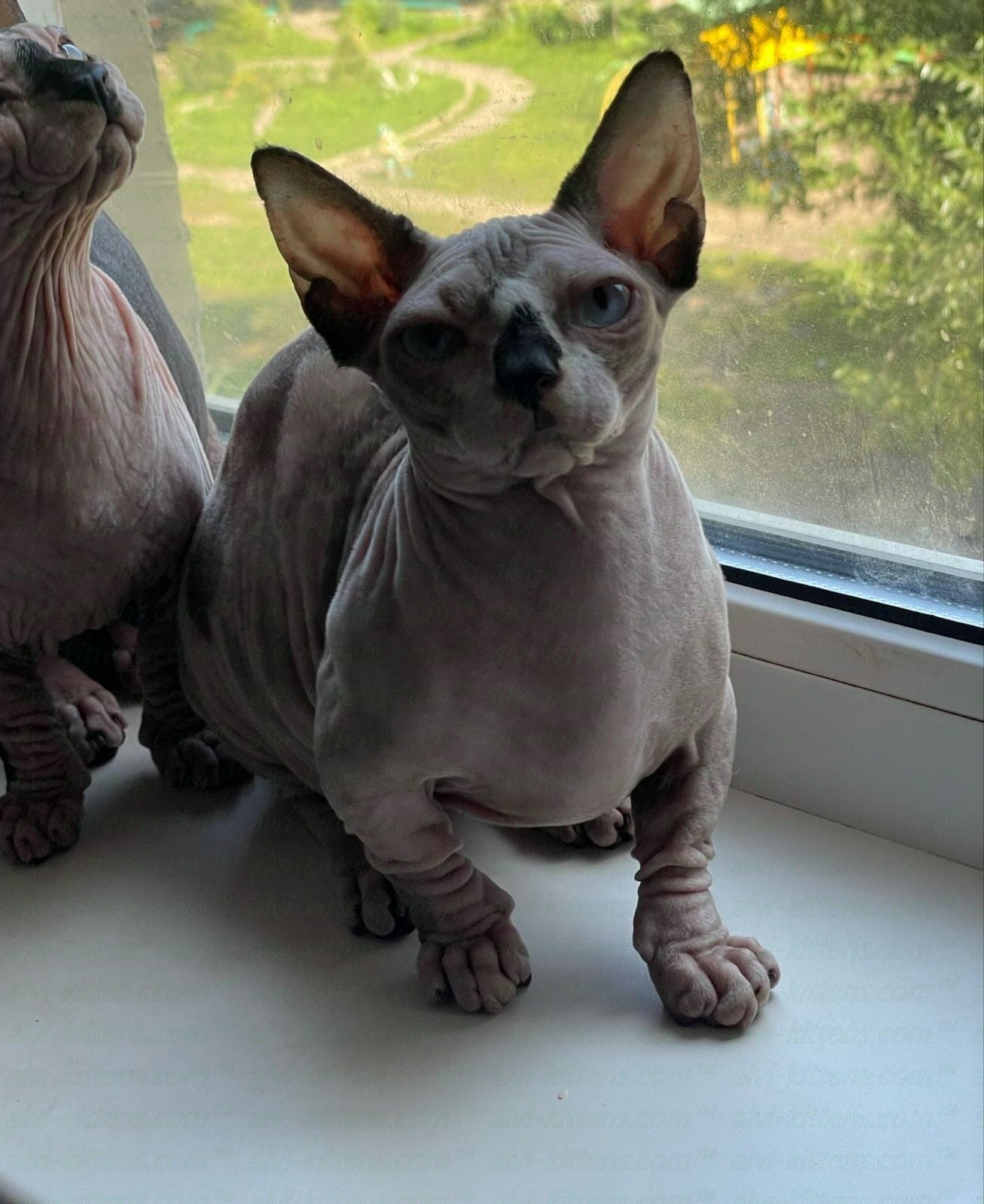 Bambino "Olivia"