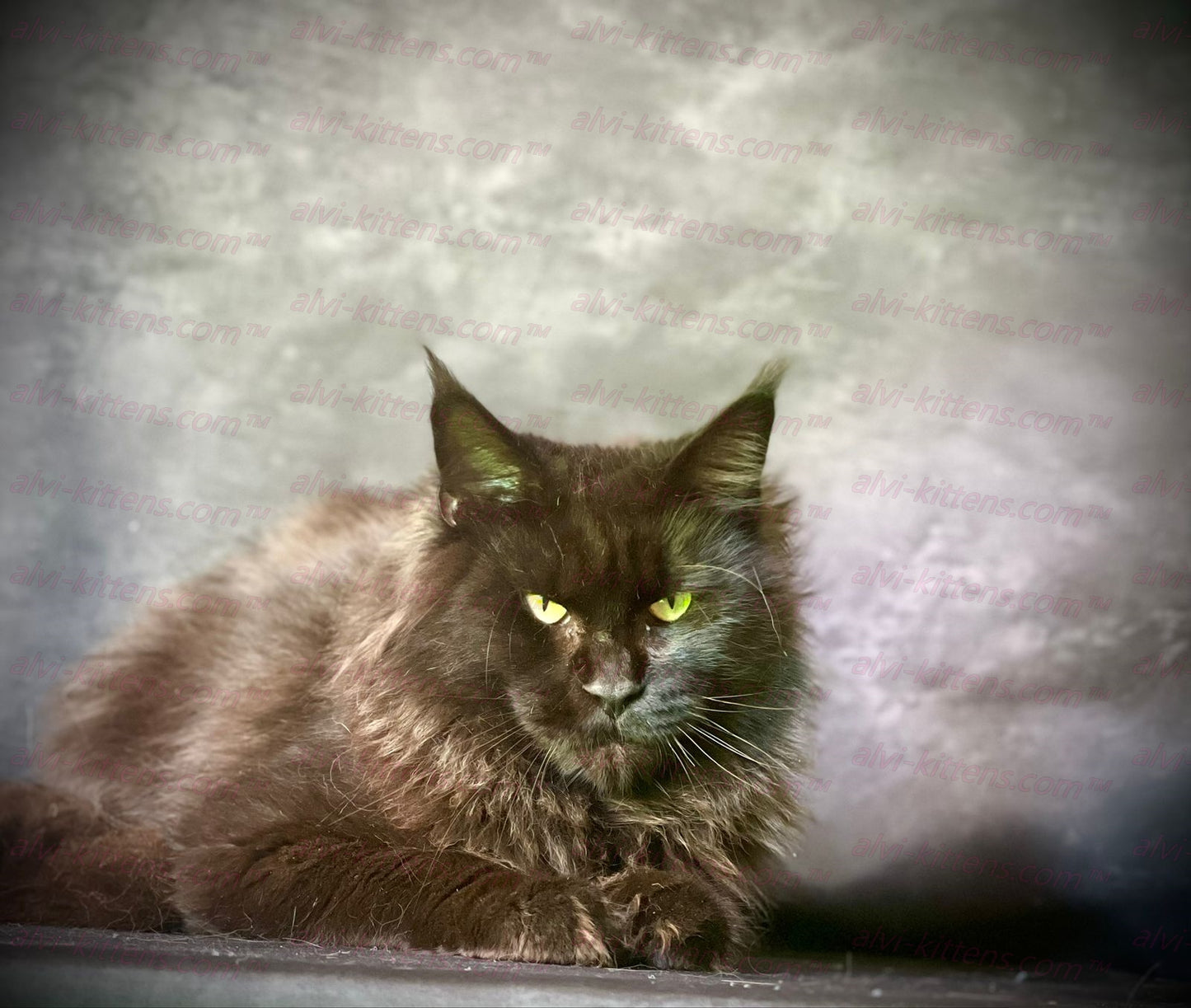 Maine Coon "MCf-001"