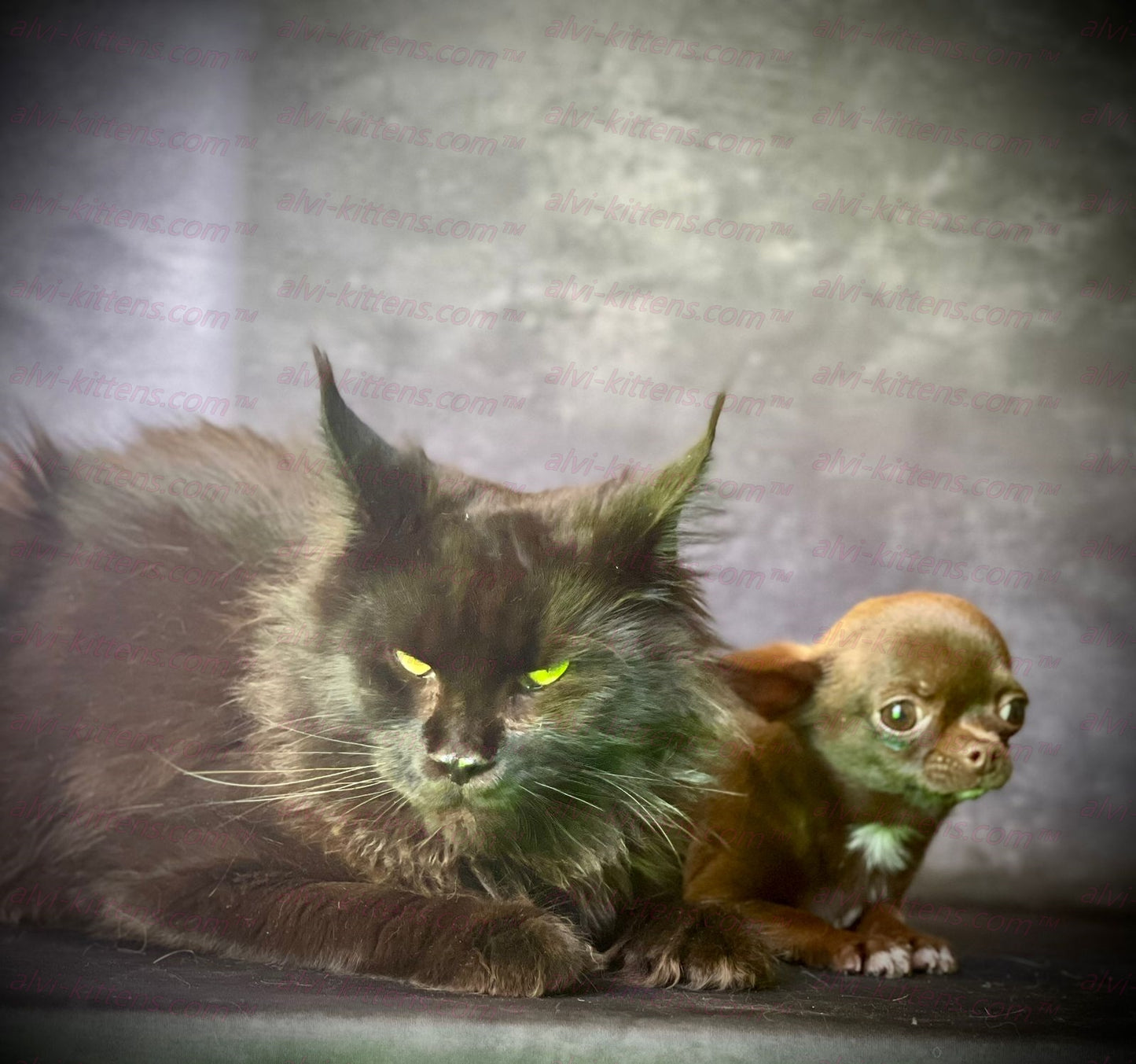Maine Coon "MCf-001"
