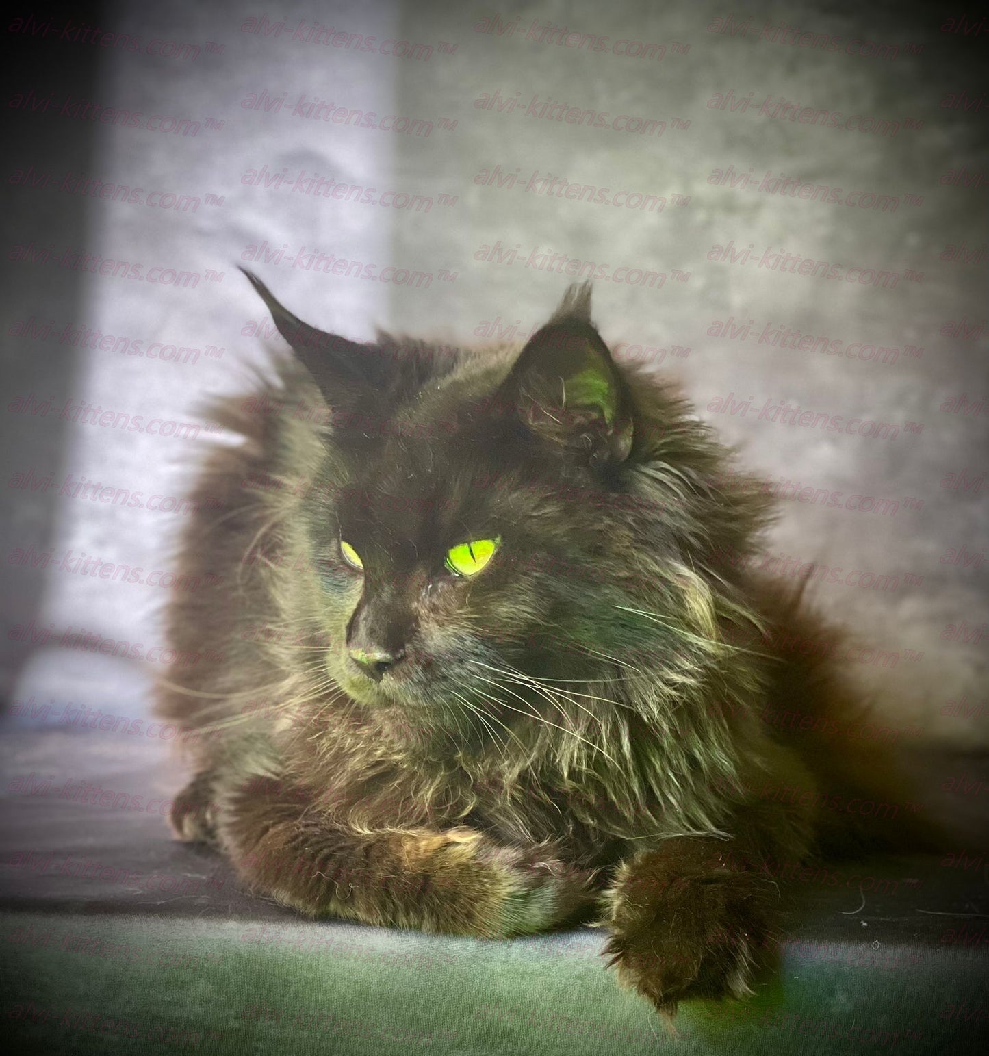 Maine Coon "MCf-001"